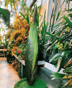 Corpse flower preparing to bloom in the Augsburg University greenhouse.